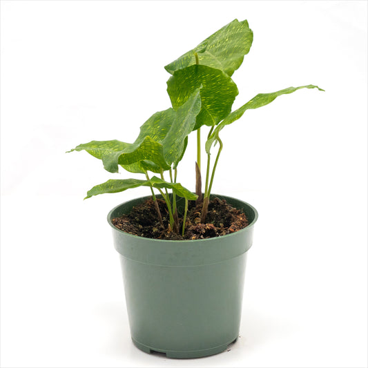 Calathea musaica ‘Bella Network’