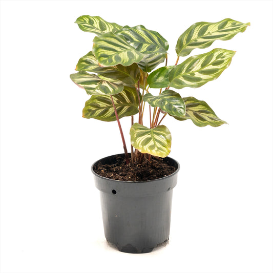 Calathea ‘Peacock’