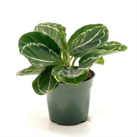 Calathea ‘Green Rose’