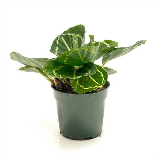 Calathea ‘Green Rose’