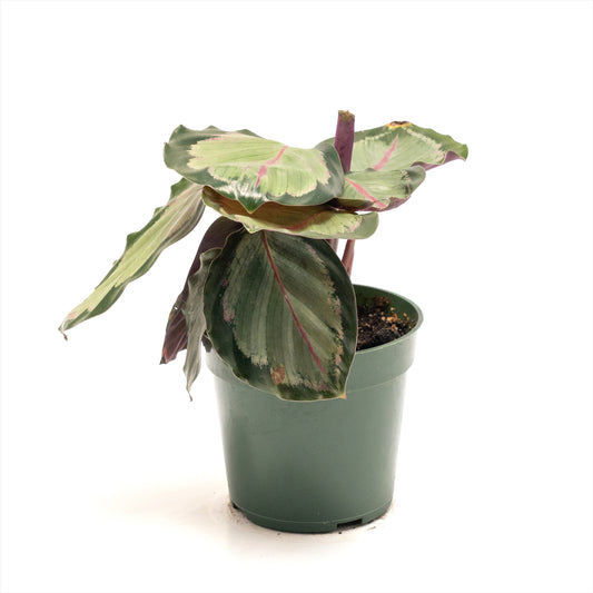 Calathea ‘White Cloud’