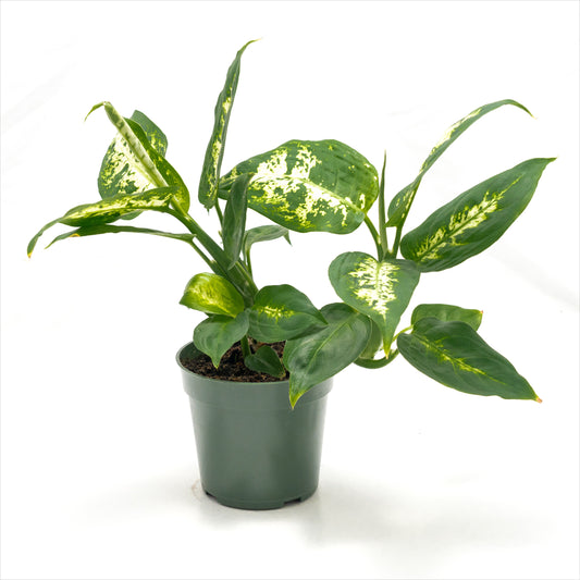 Dieffenbachia ‘Seguine’