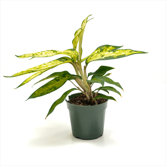 Dieffenbachia ‘Star Bright’