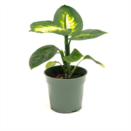 Dieffenbachia ‘Tropic Marianne’