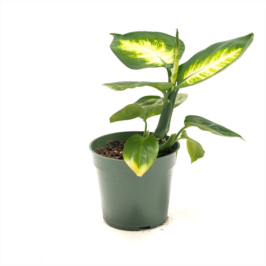 Dieffenbachia ‘Tropic Marianne’
