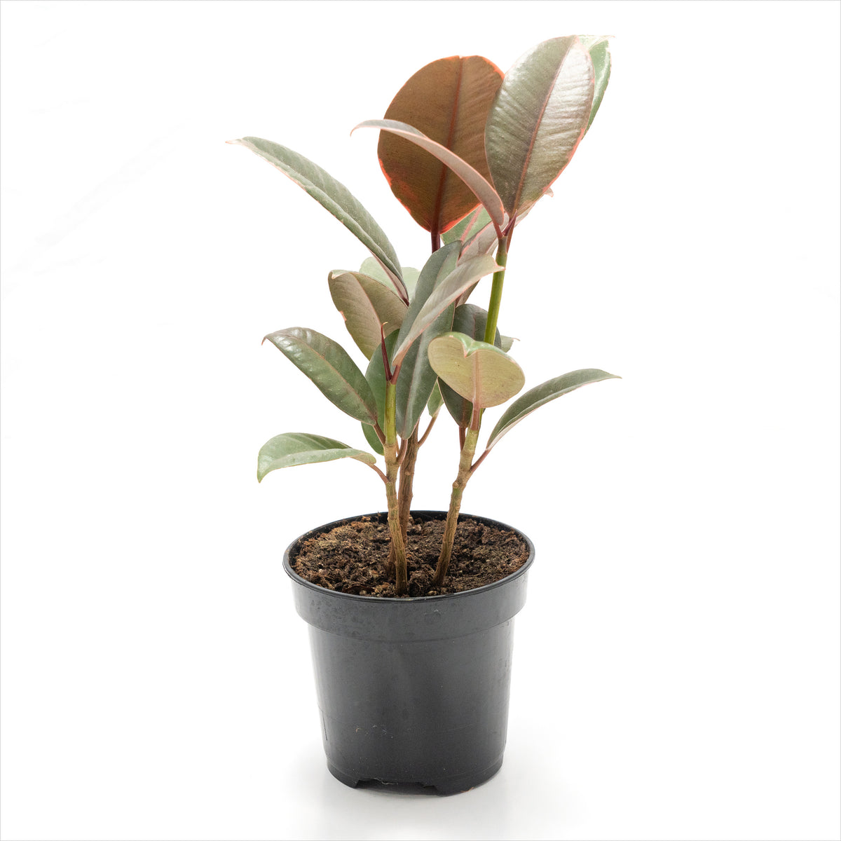 Ficus 'Ruby'