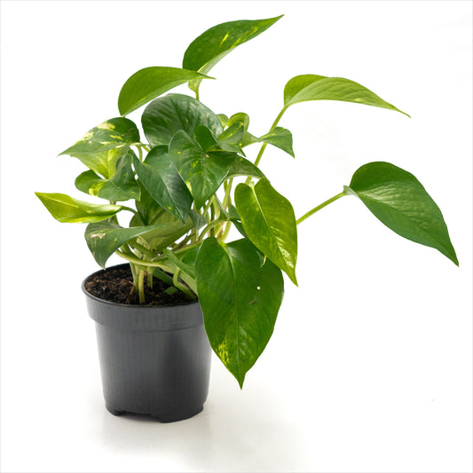 Pothos 'Golden'