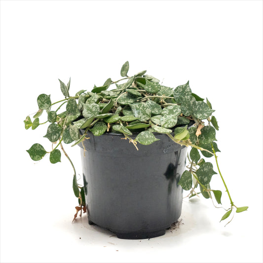 Hoya curtisii 'Tiny Leaf Wax Plant'