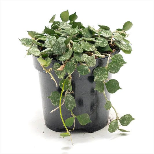 Hoya curtisii 'Tiny Leaf Wax Plant'