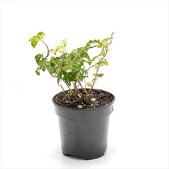 Ivy 'Hedera' Assorted