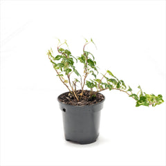 Ivy 'Hedera' Assorted