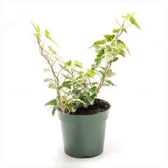 Ivy 'Hedera' Assorted