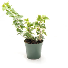 Ivy 'Hedera' Assorted