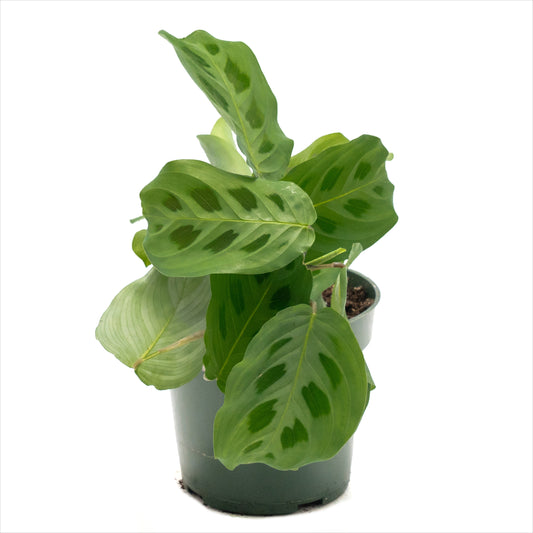 Maranta 'Prayer Plant Green'