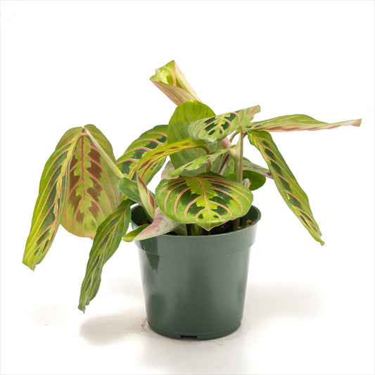 Maranta ‘Prayer Plant Red’