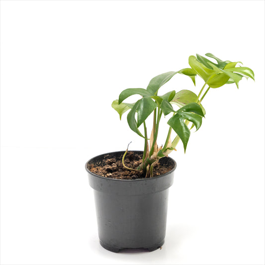 Mini Monstera