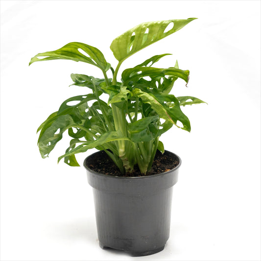 Monstera adansonii 'Swiss Cheese Plant'