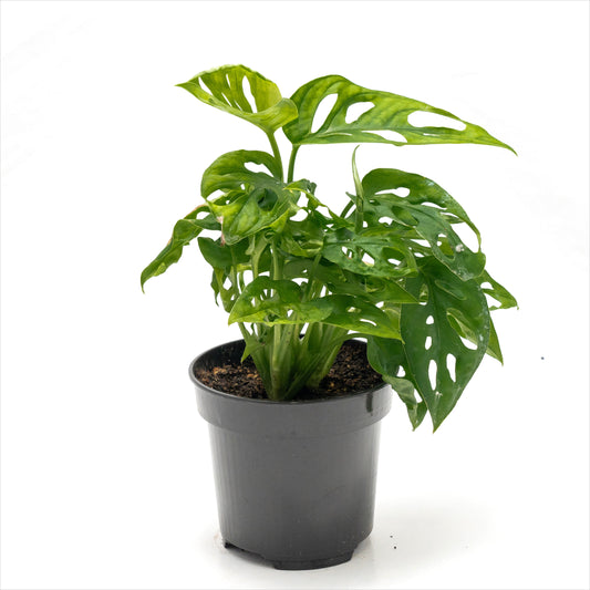 Monstera adansonii 'Swiss Cheese Plant'