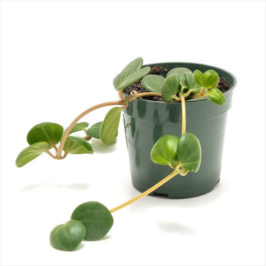 Peperomia ‘Hope’