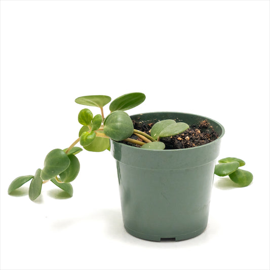 Peperomia ‘Hope’