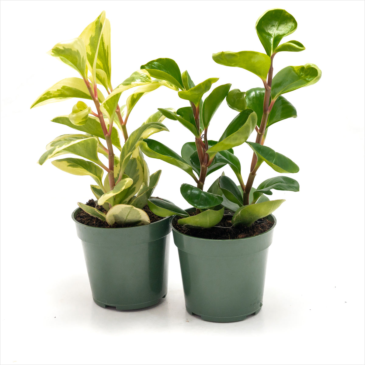 Peperomia obtusifolia Assorted