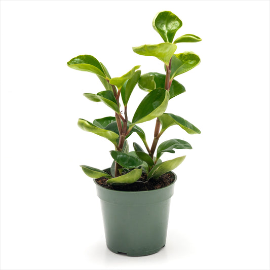 Peperomia obtusifolia Assorted