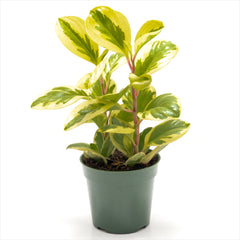 Peperomia obtusifolia Assorted