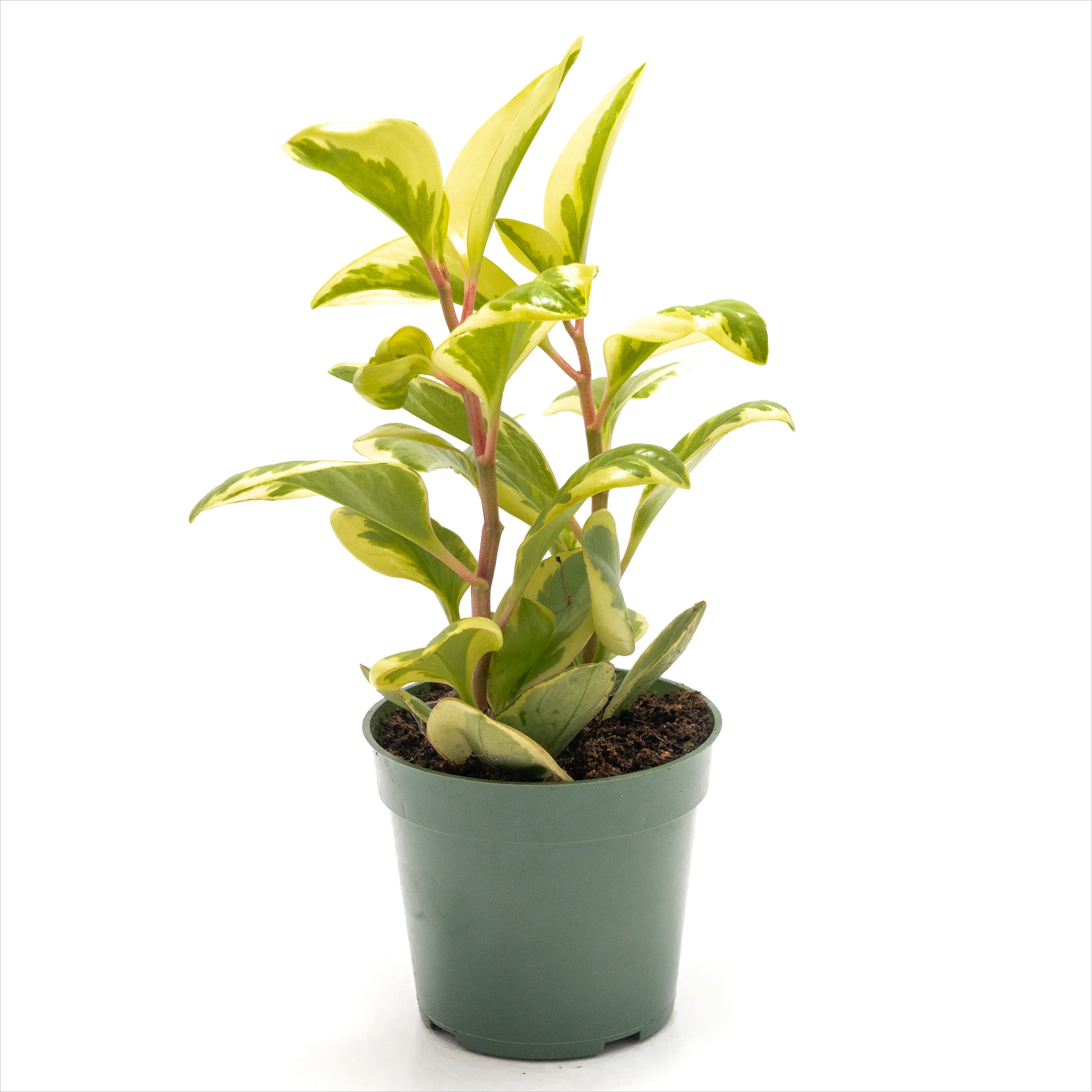 Peperomia obtusifolia Assorted