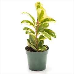Peperomia obtusifolia Assorted