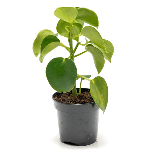 Peperomia ‘Raindrop’