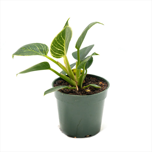 Philodendron ‘Birkin’