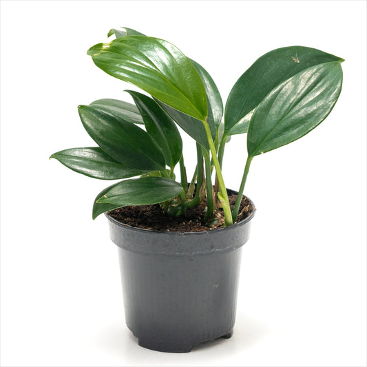 Philodendron raphidophora ‘Dragon’s Tail’