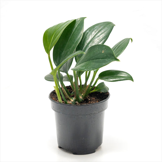 Philodendron raphidophora ‘Dragon’s Tail’