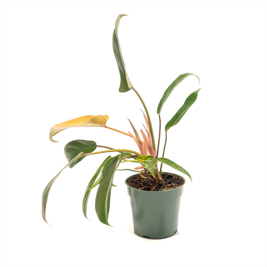Philodendron ‘Florida Bronze’