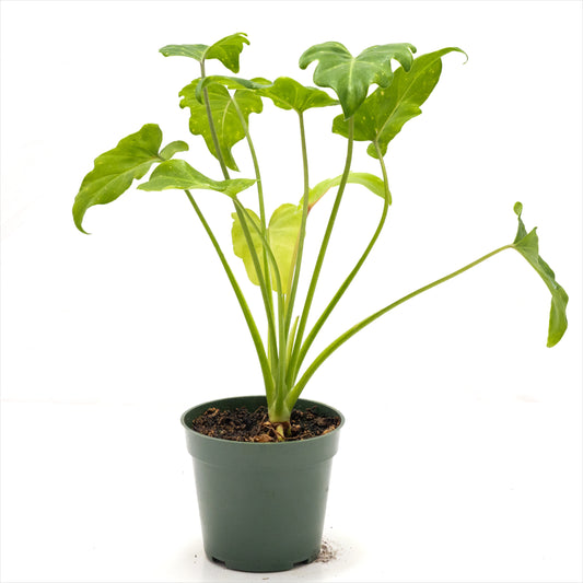 Philodendron xanadu 'Golden'