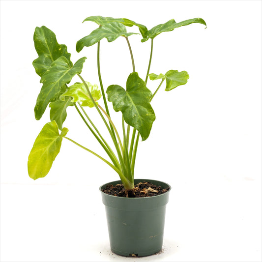 Philodendron xanadu 'Golden'