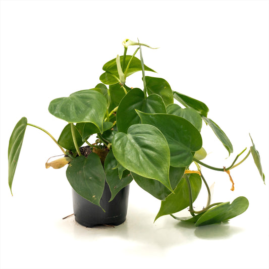 Philodendron ‘Heart Leaf Green’