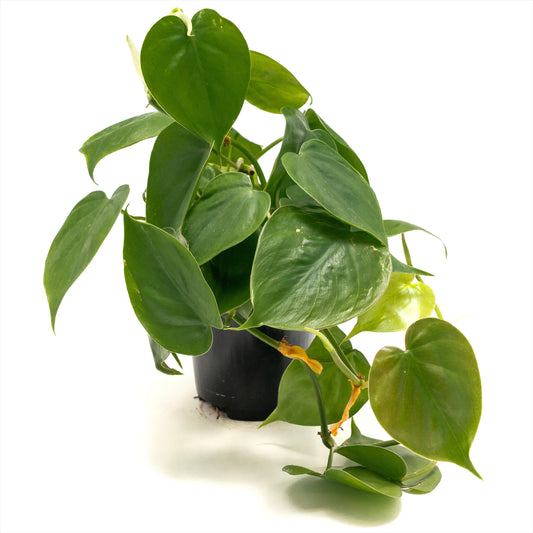 Philodendron ‘Heart Leaf Green’