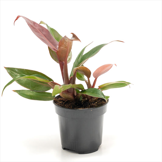 Philodendron ‘Red Sun’