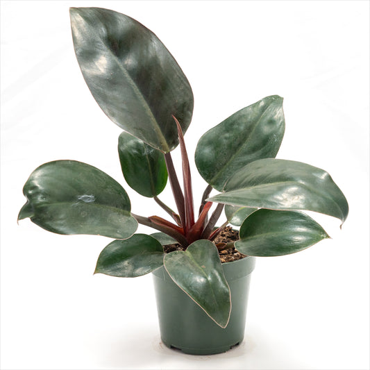 Philodendron ‘Rojo Congo’