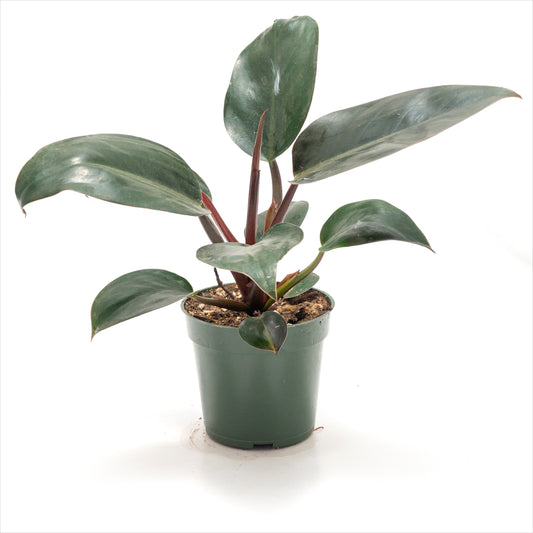 Philodendron ‘Rojo Congo’