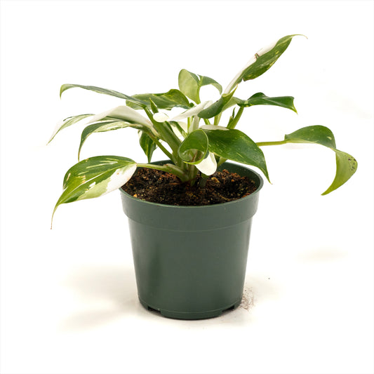 Philodendron ‘White Wizard’