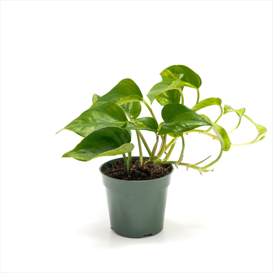 Pothos ‘Global Green’