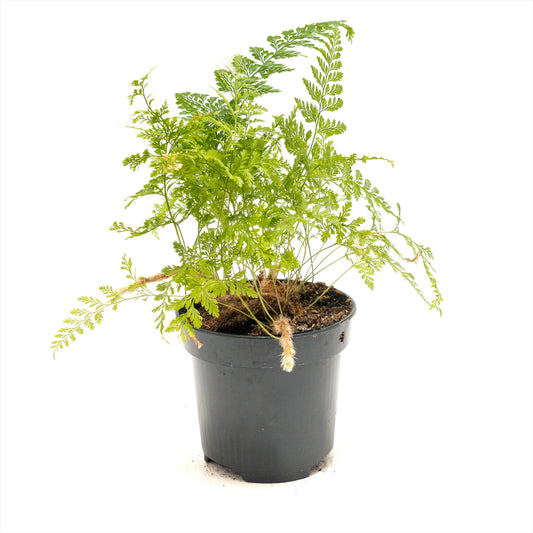 Rabbit's Foot Fern