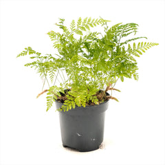 Rabbit's Foot Fern