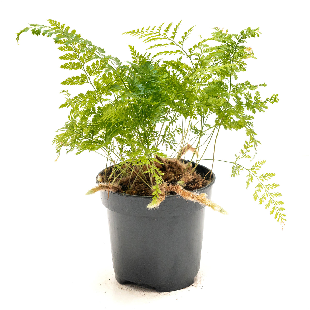 Rabbit's Foot Fern