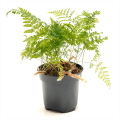 Rabbit's Foot Fern