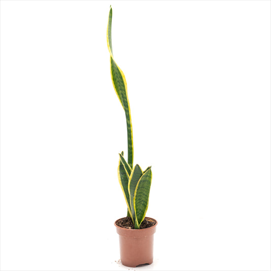 Sansevieria Laurentii 'Snake Plant'