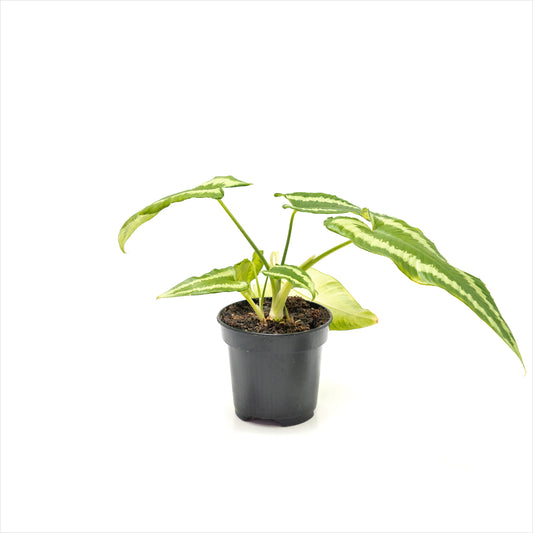 Schismatoglottis ‘Drop Tongue Plant’