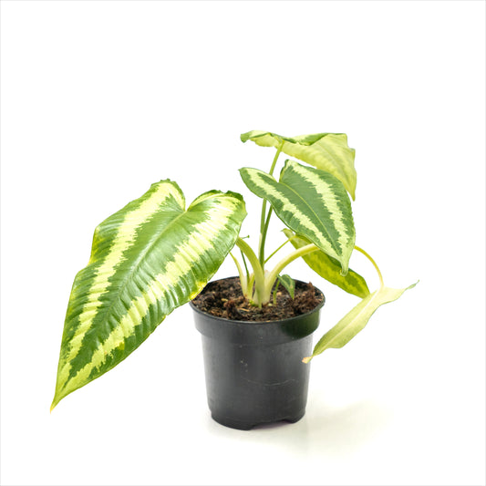 Schismatoglottis ‘Drop Tongue Plant’